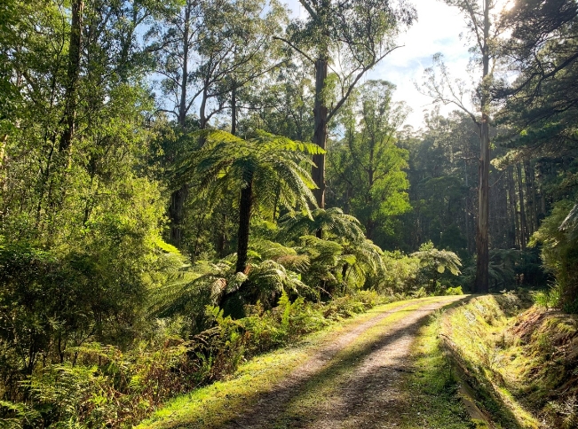 bike and hike warburton adventures