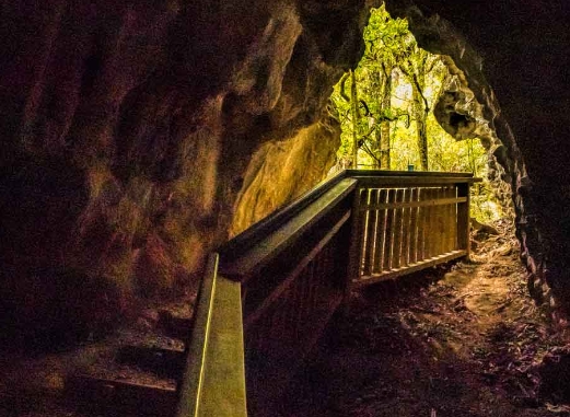ruakuri cave walk