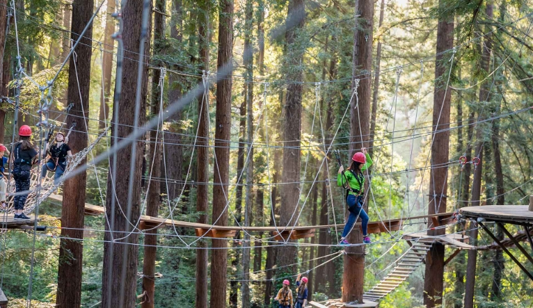 aerial tree course