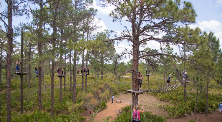 obstacle course in the trees